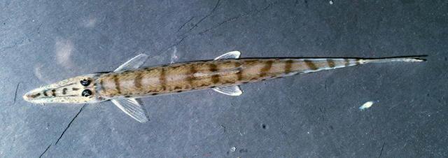 Acantopsis dialuzona