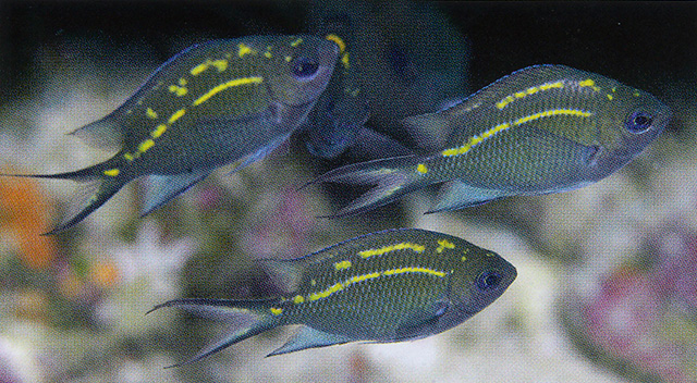 Acanthochromis polyacanthus