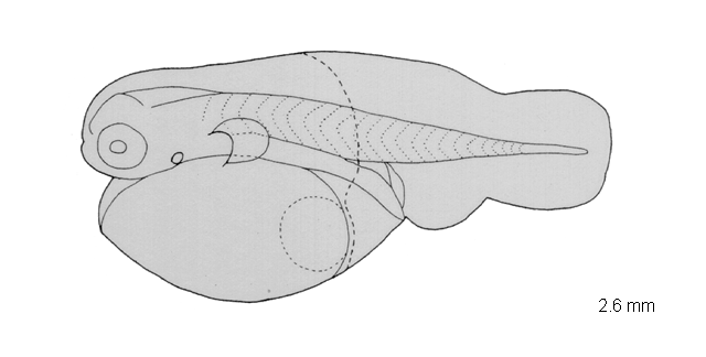 Acanthostracion quadricornis
