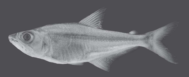 Acestrocephalus sardina