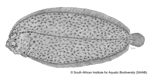 Achiropsetta tricholepis