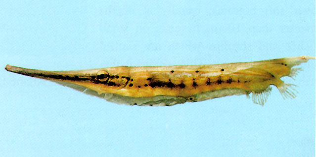 Aeoliscus punctulatus