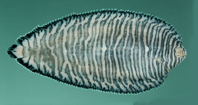 Soleichthys dori