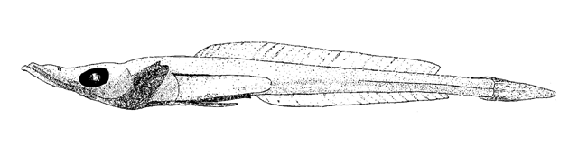 Akarotaxis nudiceps