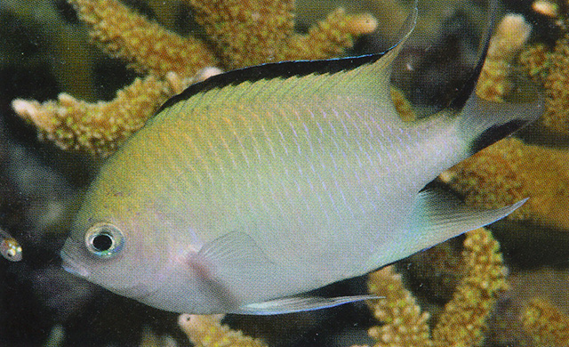 Altrichthys azurelineatus