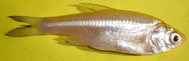 Amblypharyngodon mola