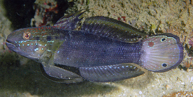 Amblygobius semicinctus