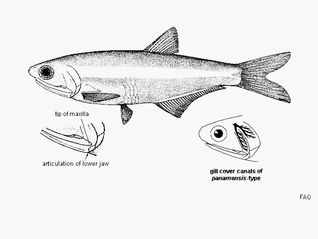 Anchoa compressa