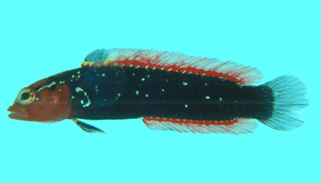 Anisochromis kenyae