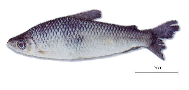 Anostomoides laticeps
