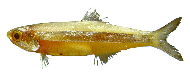 Anchoviella lepidentostole