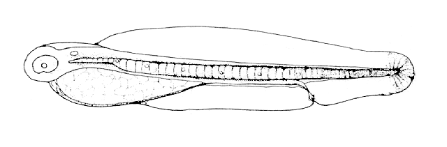 Anchoa marinii