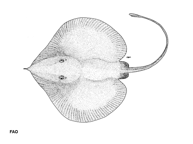 Sinobatis melanosoma