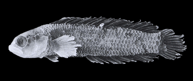 Anisochromis straussi