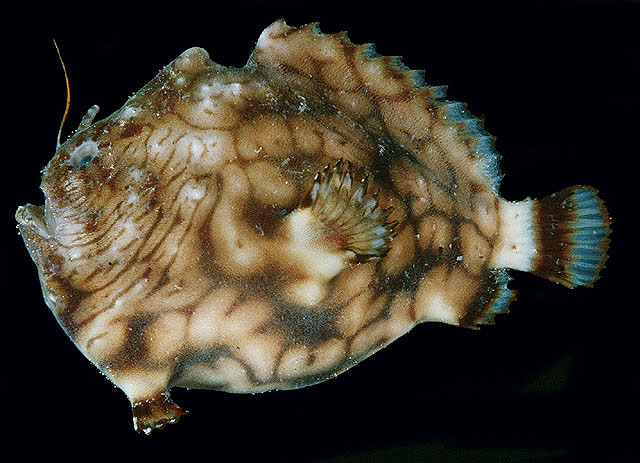 Antennatus tuberosus