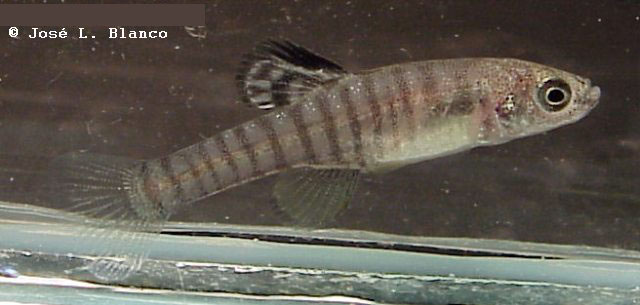 Kosswigichthys asquamatus