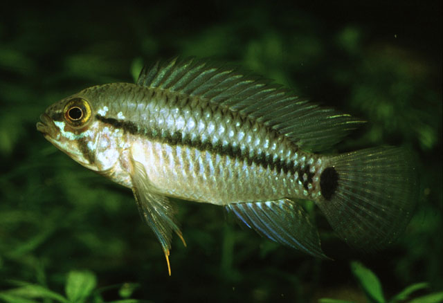 Apistogramma caetei