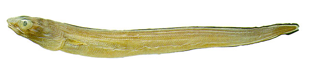 Ariosoma anale