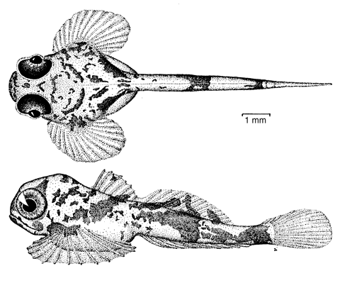 Artediellus atlanticus