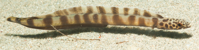 Ariosoma fasciatum