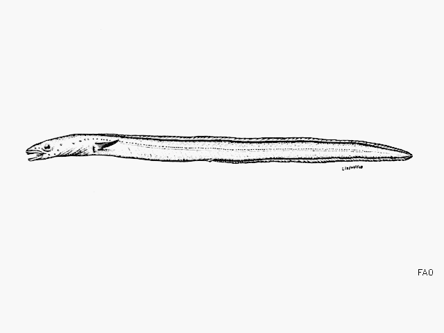 Ariosoma gilberti
