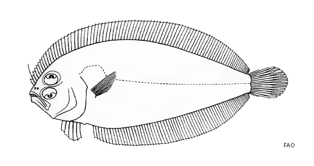 Arnoglossus japonicus
