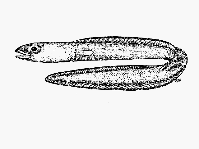 Ariosoma mauritianum