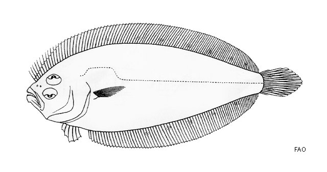 Arnoglossus polyspilus