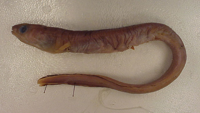 Ariosoma sazonovi
