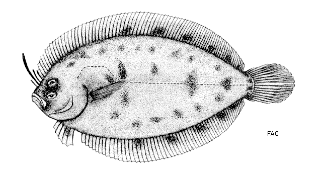 Arnoglossus thori