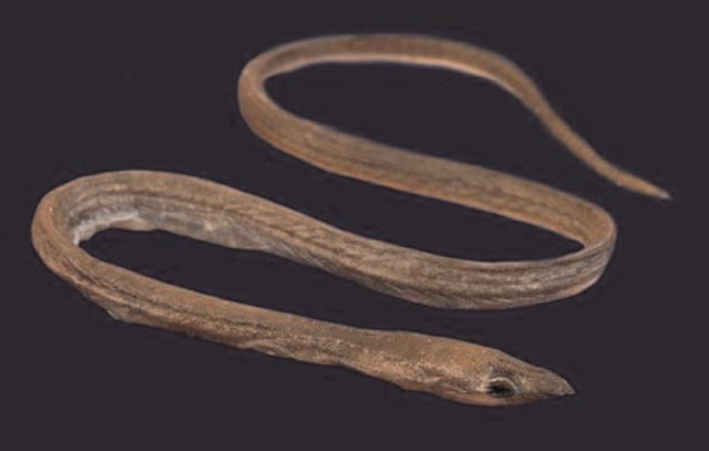 Asarcenchelys longimanus