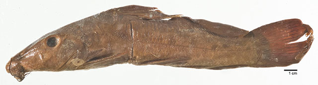 Auchenoglanis biscutatus
