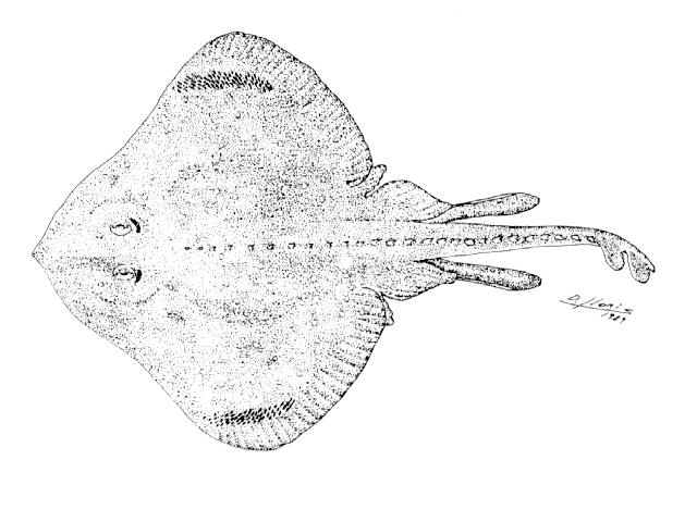 Bathyraja albomaculata