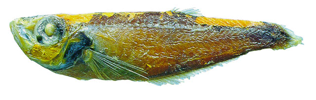 Neobathyclupea argentea