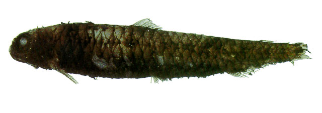 Melanolagus bericoides