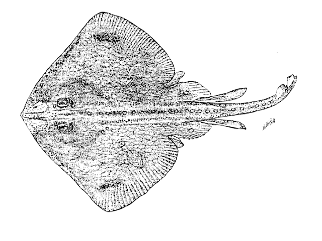 Bathyraja magellanica