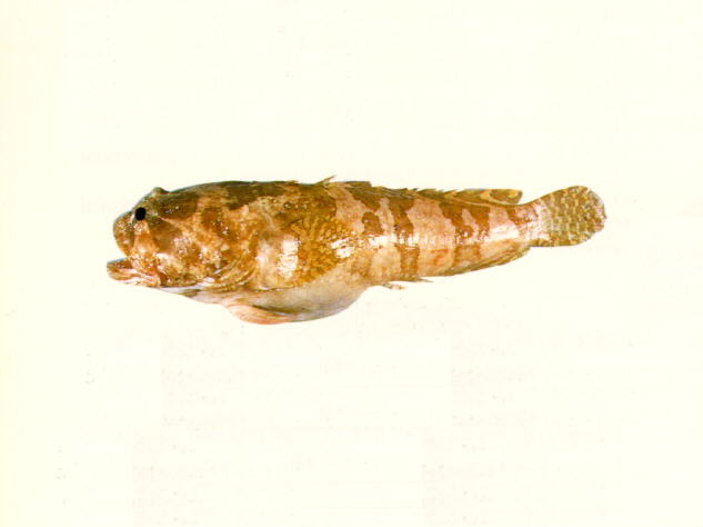 Batrachomoeus occidentalis