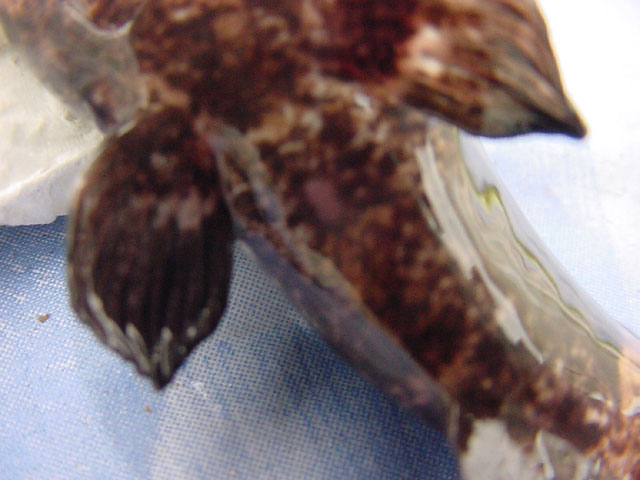 Batrochoglanis raninus