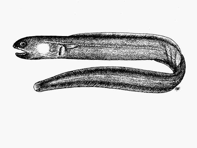 Bathymyrus smithi
