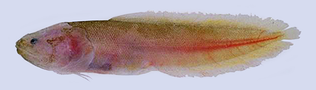 Beaglichthys bleekeri