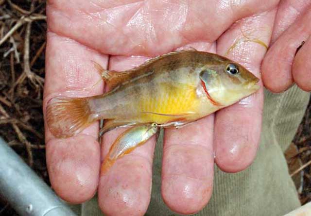 Benitochromis ufermanni