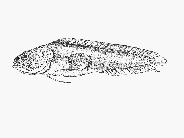 Bidenichthys capensis