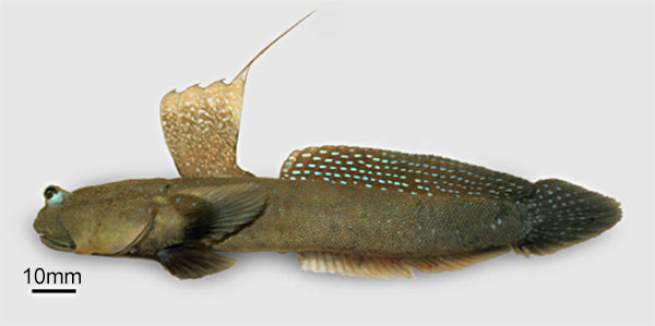 Boleophthalmus caeruleomaculatus