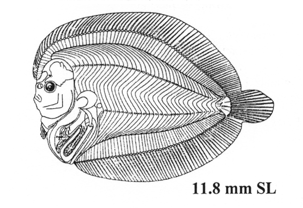 Bothus ocellatus