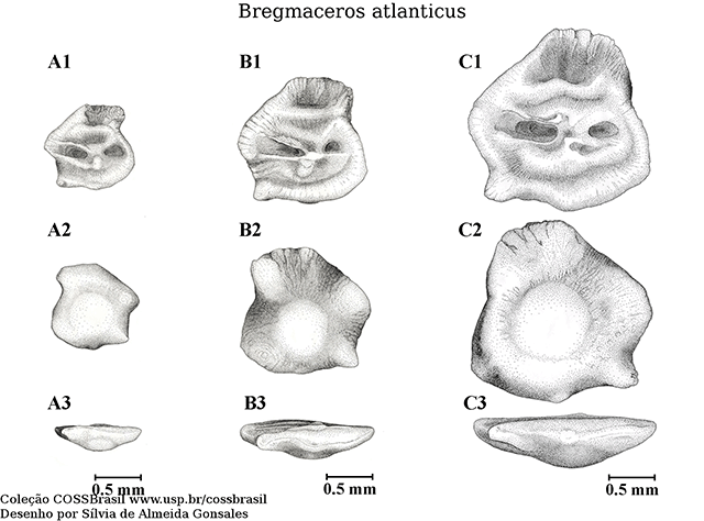 Bregmaceros atlanticus