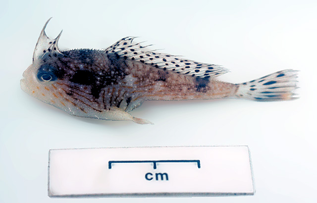 Brachionichthys australis