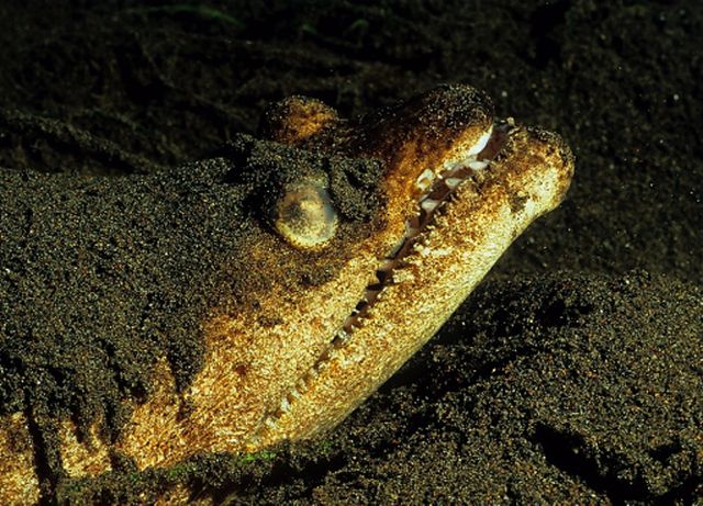 Brachysomophis crocodilinus