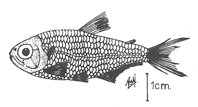 Bryconamericus dahli