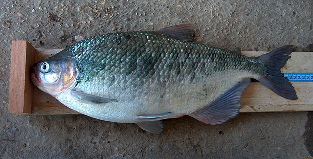 Brycon guatemalensis