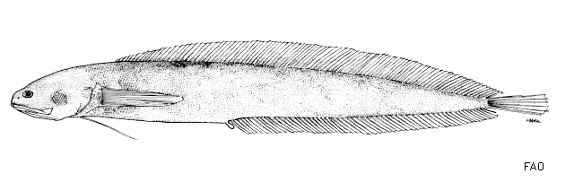 Brosmolus longicaudus